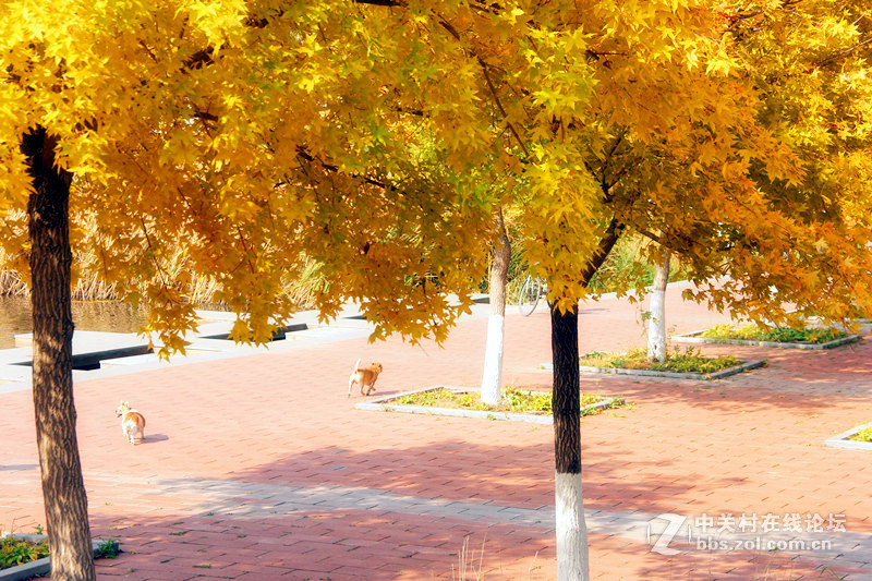 闲拍葛西河的枫