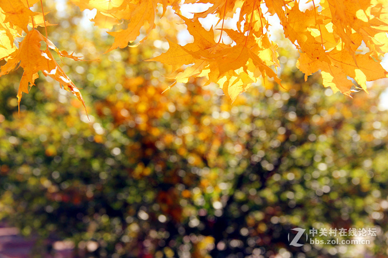闲拍葛西河的枫