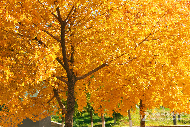 闲拍葛西河的枫