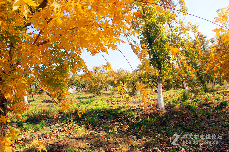 闲拍葛西河的枫
