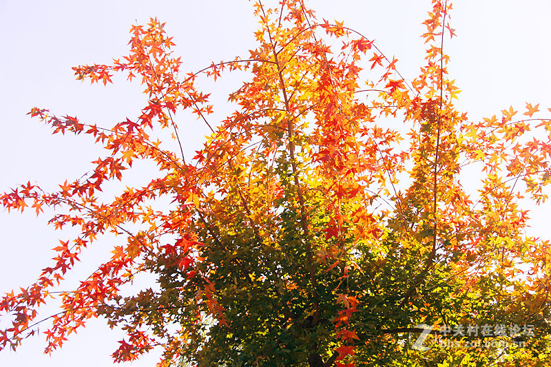 闲拍葛西河的枫