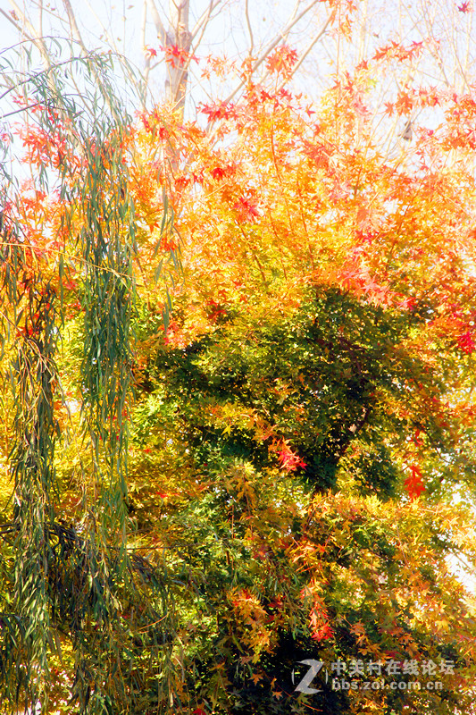 闲拍葛西河的枫