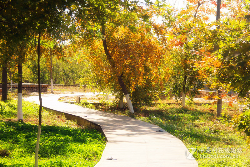闲拍葛西河的枫