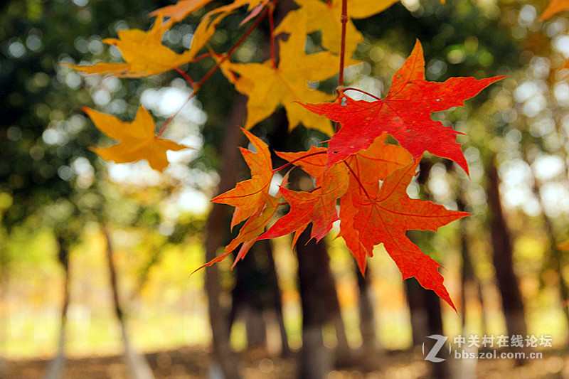 闲拍葛西河的枫