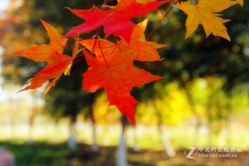 闲拍葛西河的枫
