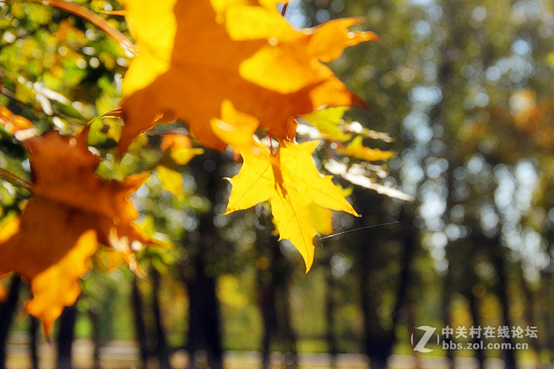 闲拍葛西河的枫