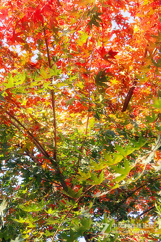 闲拍葛西河的枫