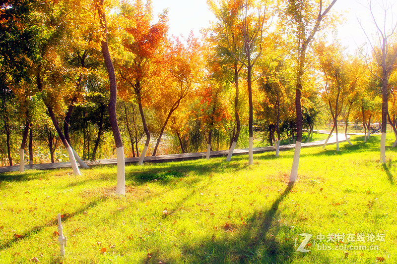 闲拍葛西河的枫