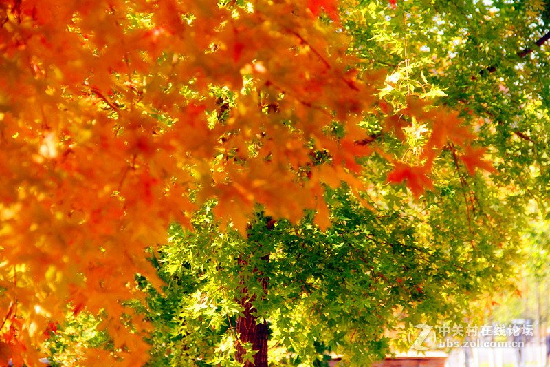 闲拍葛西河的枫