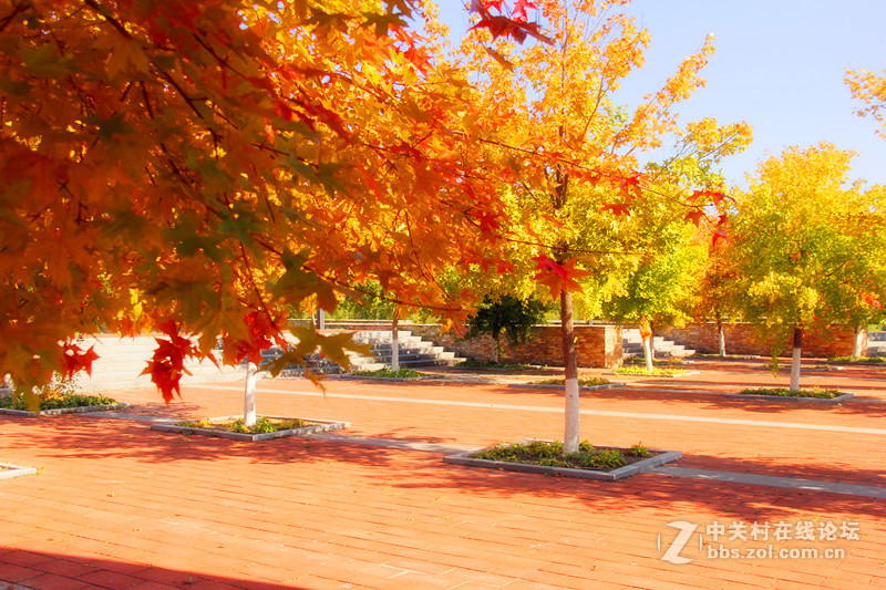 闲拍葛西河的枫