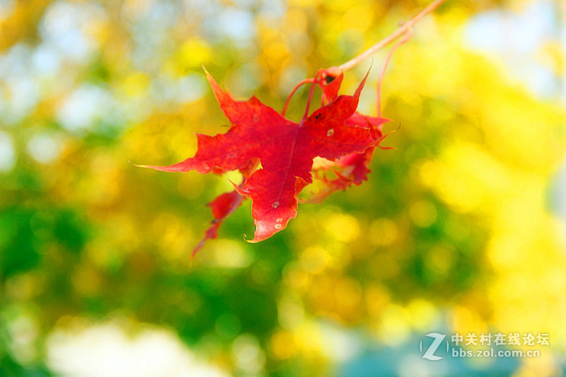 闲拍葛西河的枫