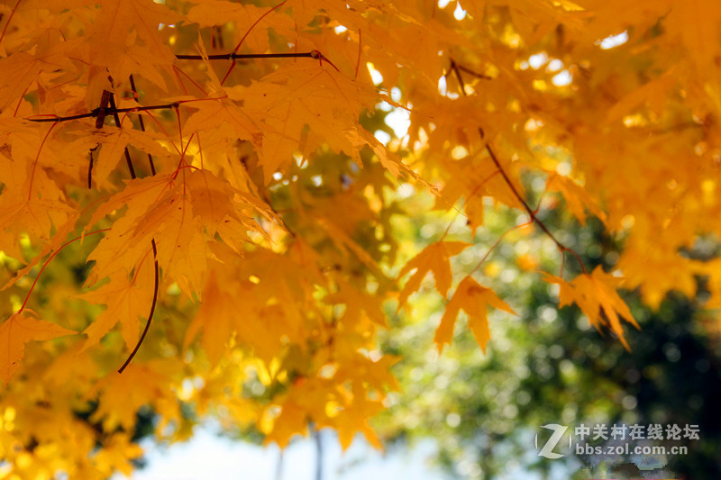 闲拍葛西河的枫