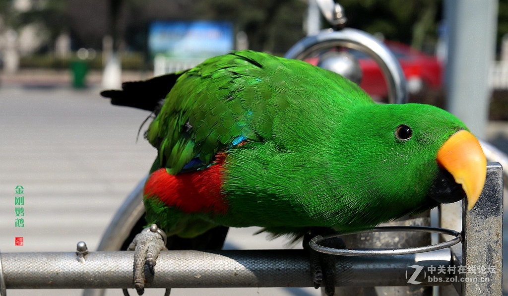 金刚鹦鹉