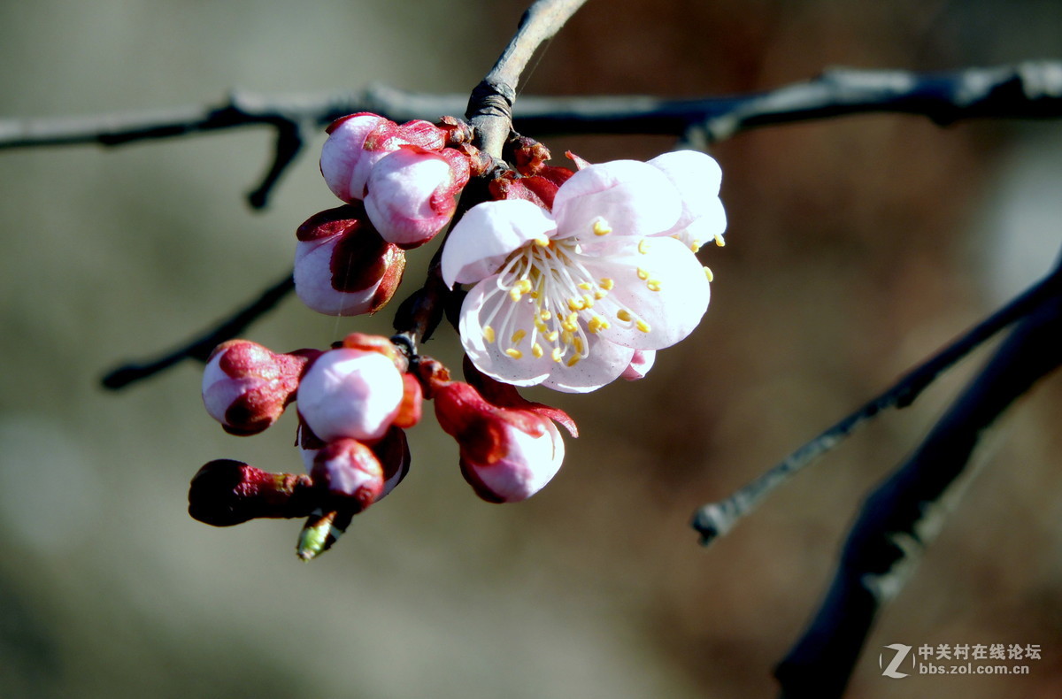 春花绽放