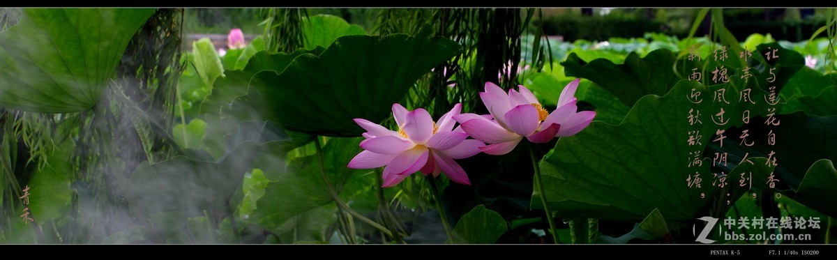 宽银幕与荷花