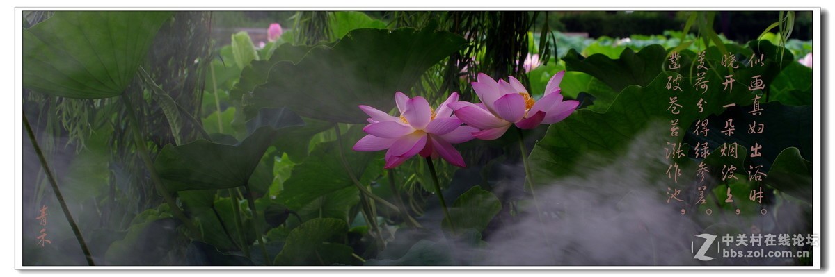 宽银幕与荷花
