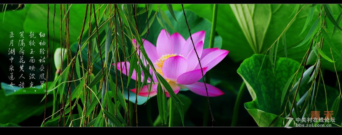 宽银幕与荷花