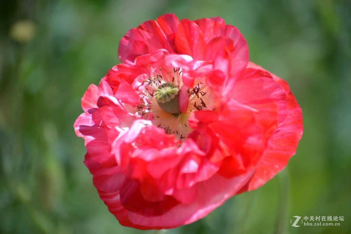 腾龙AF70-300（A17）  九寨沟黄龙五彩池