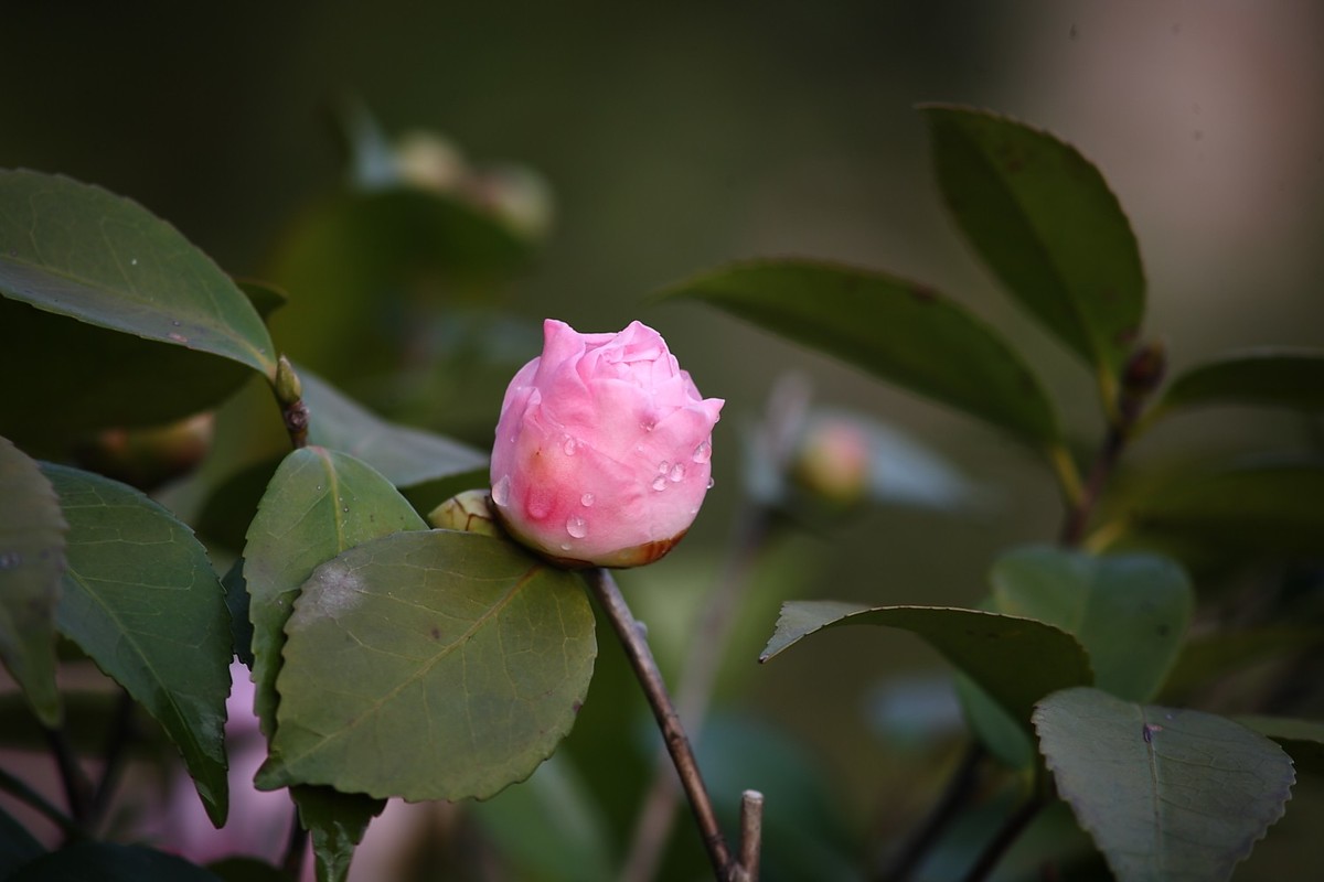佳能EF100-300  F5.6老镜头拍山茶花