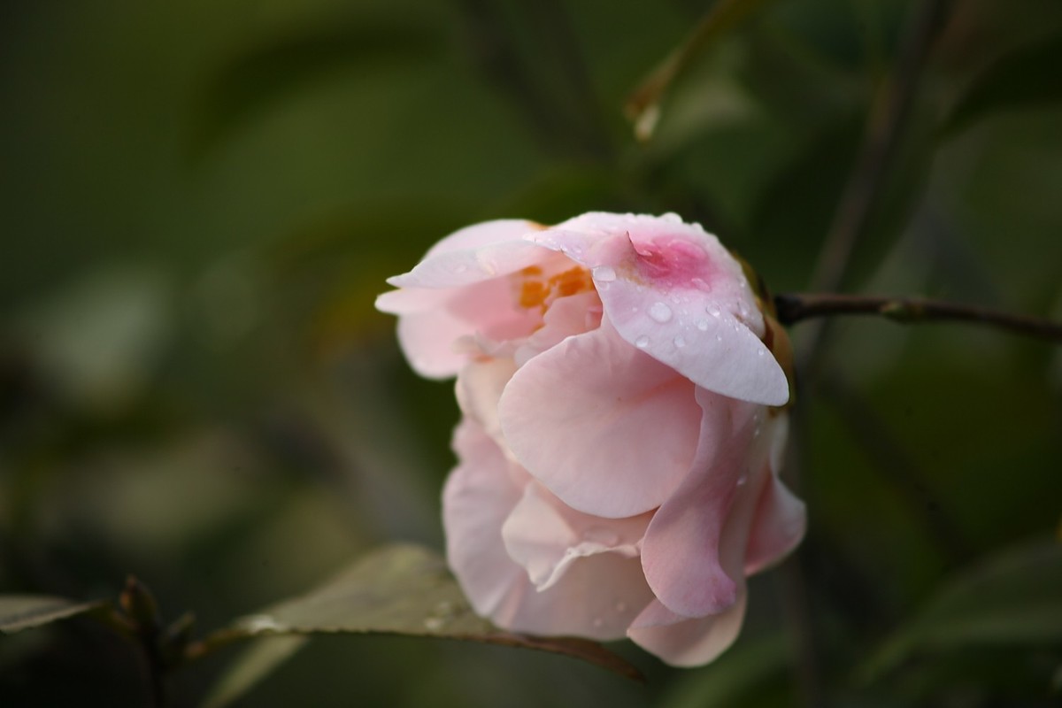 佳能EF100-300  F5.6老镜头拍山茶花