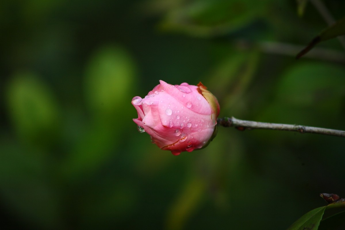 佳能EF100-300  F5.6老镜头拍山茶花