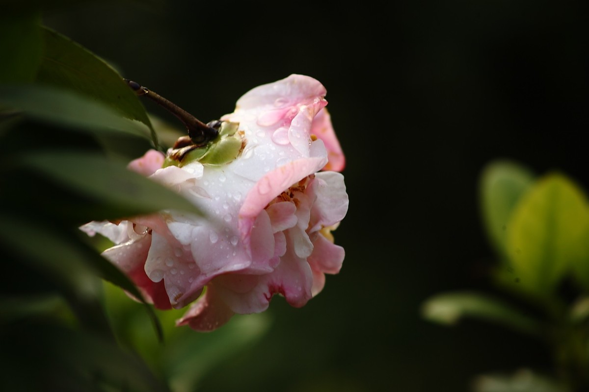 佳能EF100-300  F5.6老镜头拍山茶花