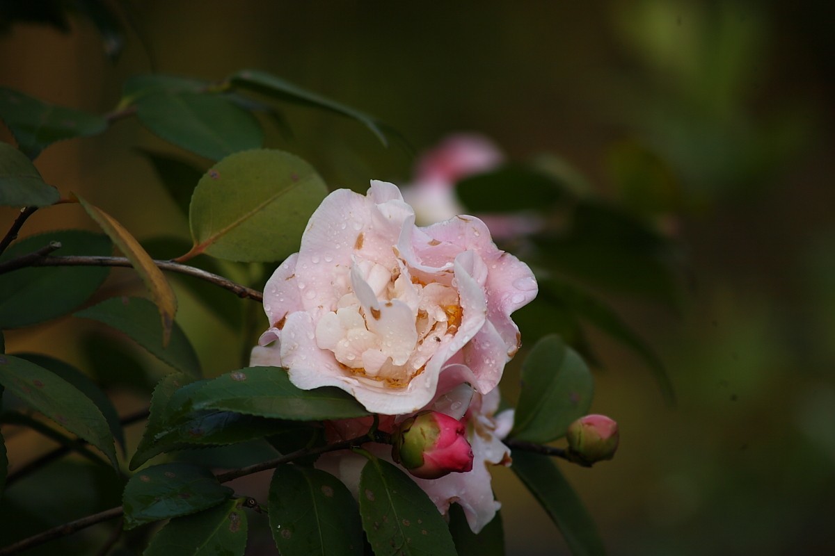 佳能EF100-300  F5.6老镜头拍山茶花