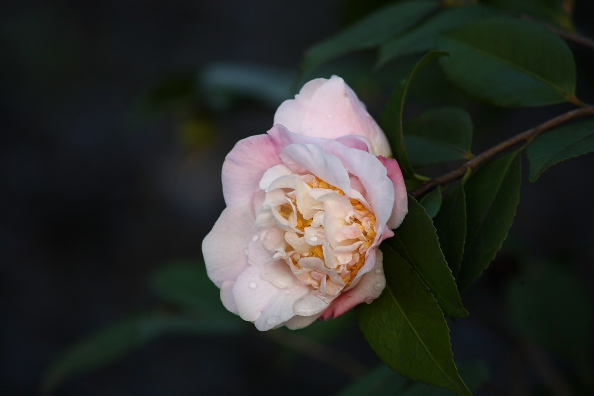 佳能EF100-300  F5.6老镜头拍山茶花