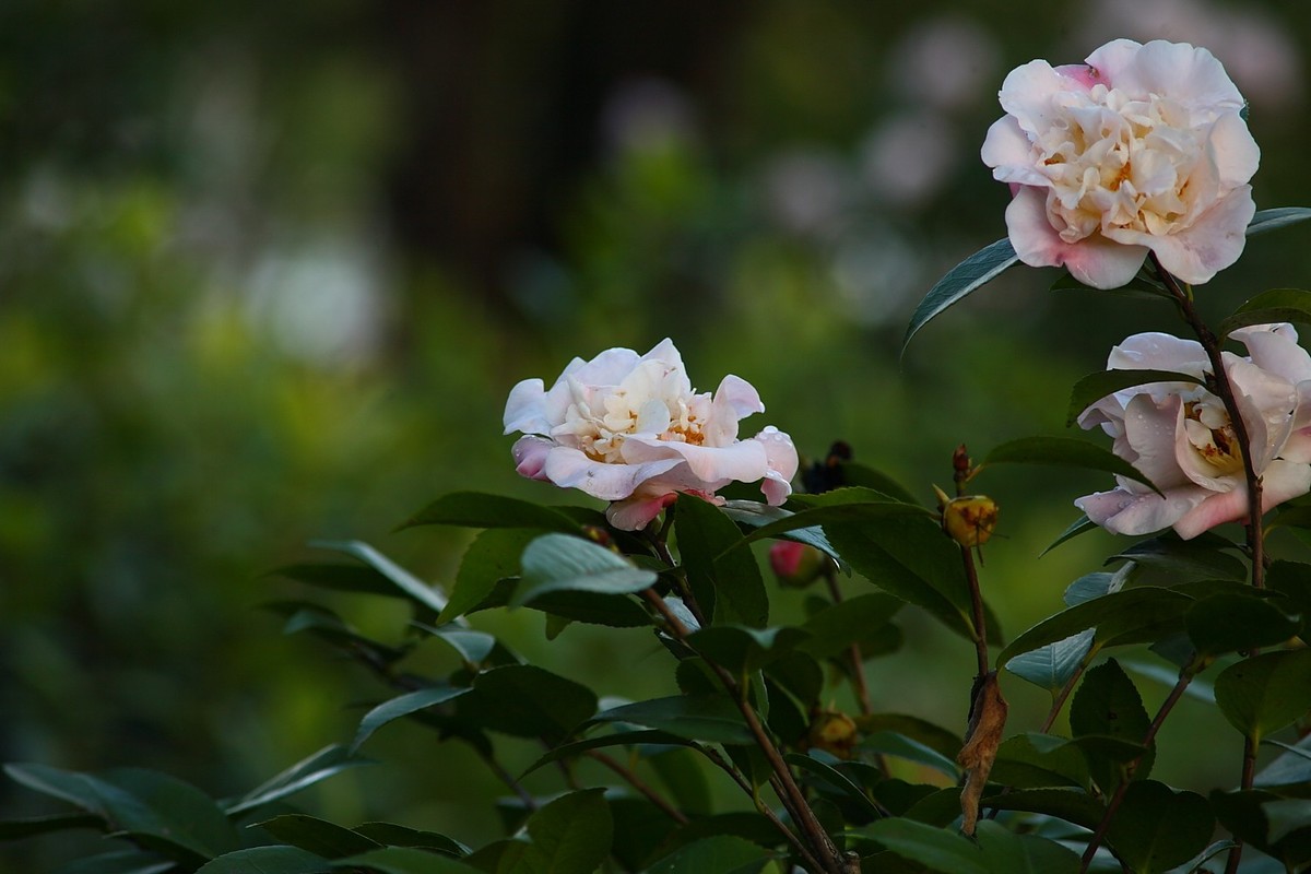 佳能EF100-300  F5.6老镜头拍山茶花