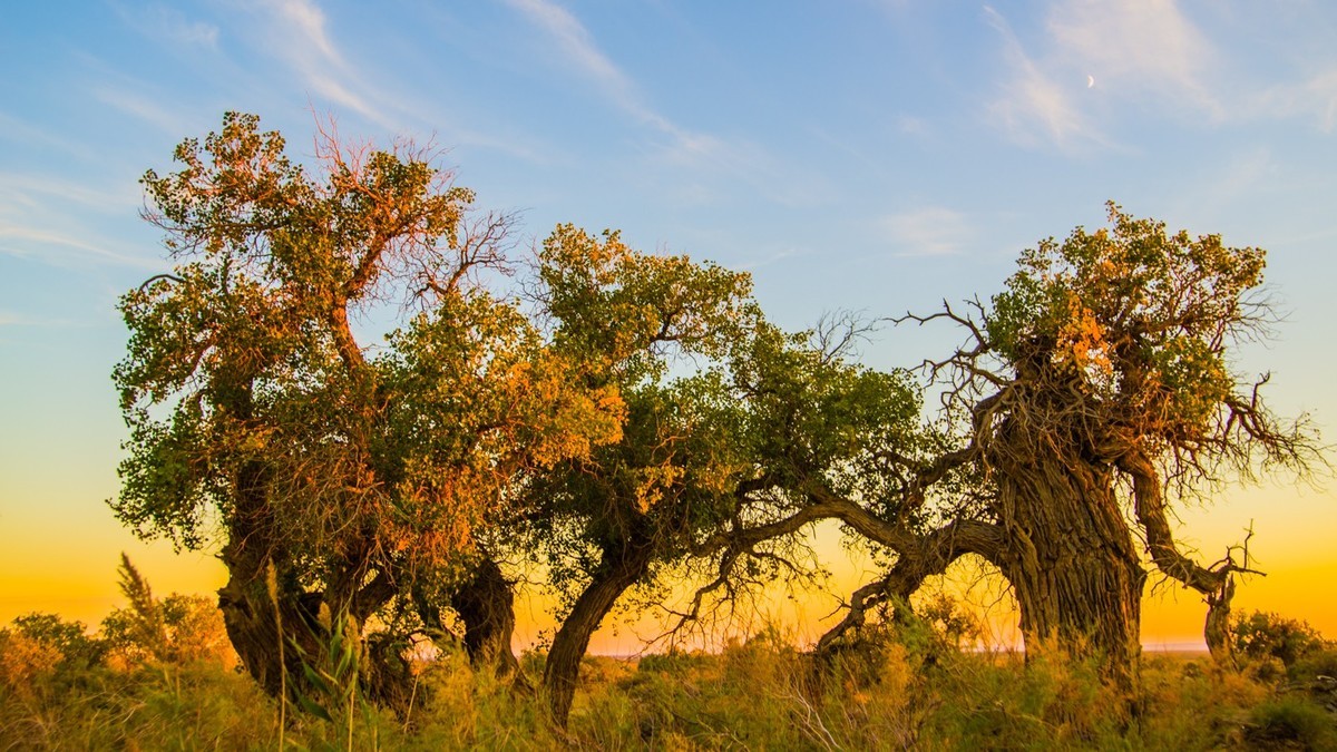 最美的还是新疆木垒胡杨林