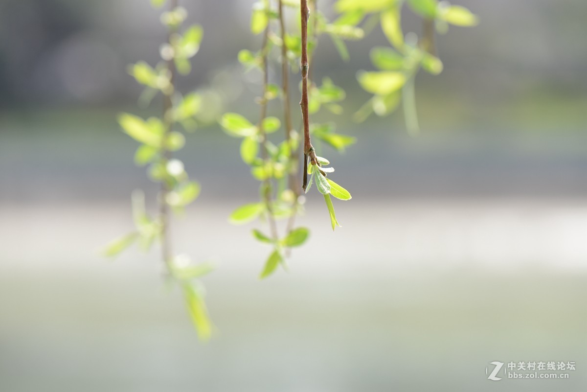 一组风光、小景随拍——在春天的脚步声里