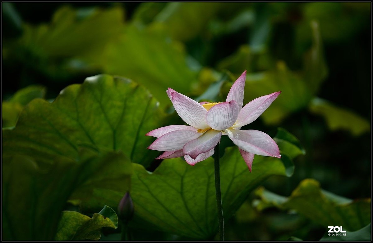 适马150/600.C版拍荷花【2】
