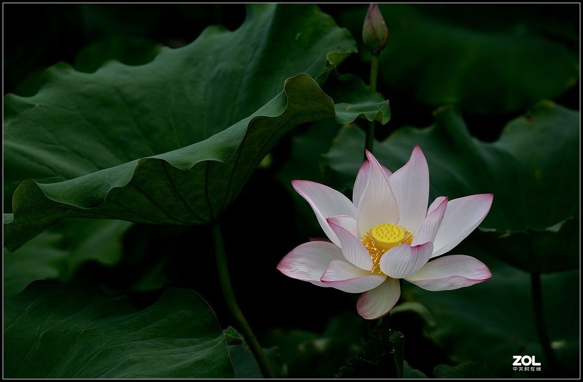 适马150/600.C版拍荷花【2】