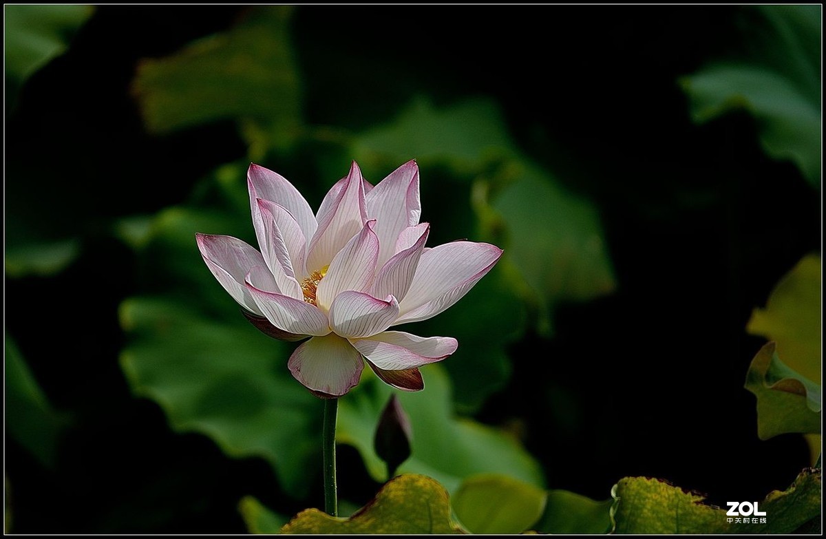 适马150/600.C版拍荷花【2】