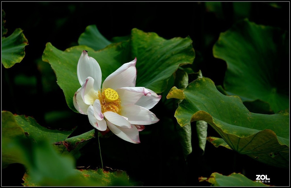 适马150/600.C版拍荷花【2】