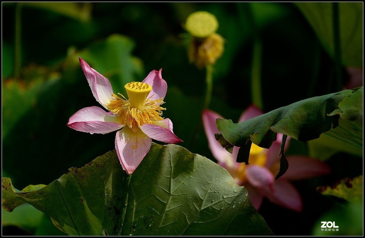 适马150/600.C版拍荷花【2】