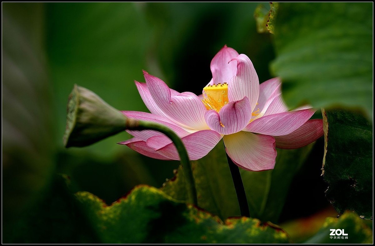 适马150/600.C版拍荷花【2】