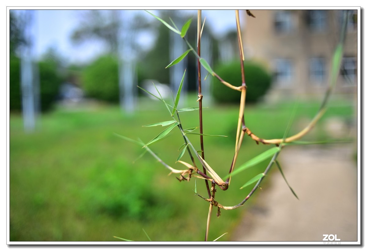 花花草草小杂草 永诺35MM f2n