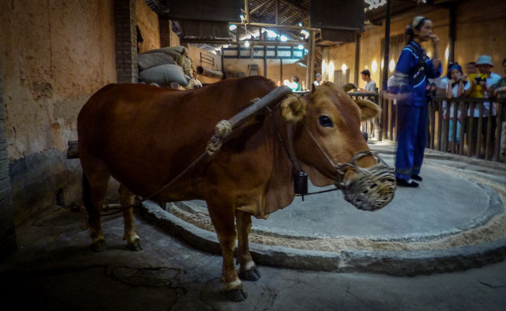 8岁摄影小丫头作品