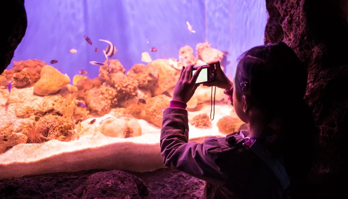 8岁摄影小丫头作品