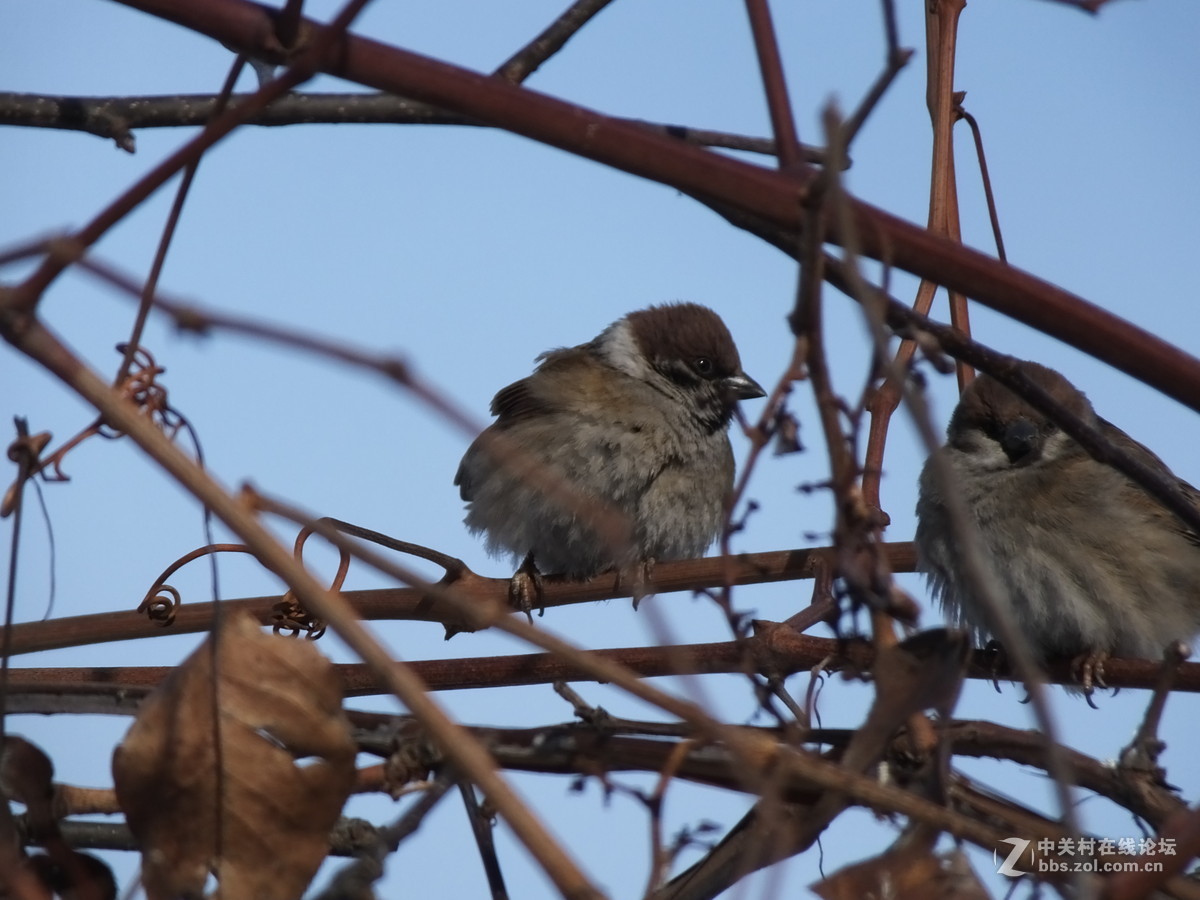 大雪过后的麻雀与野鸭