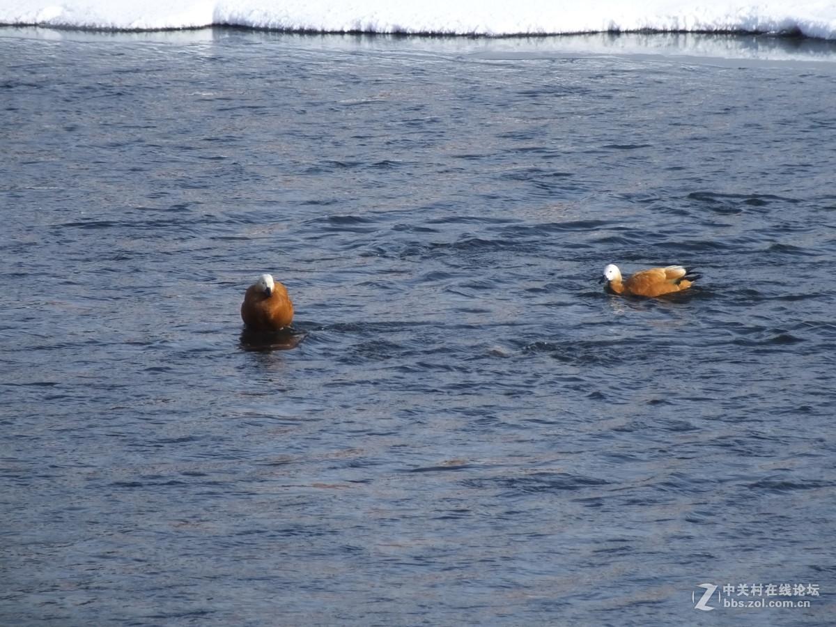 大雪过后的麻雀与野鸭