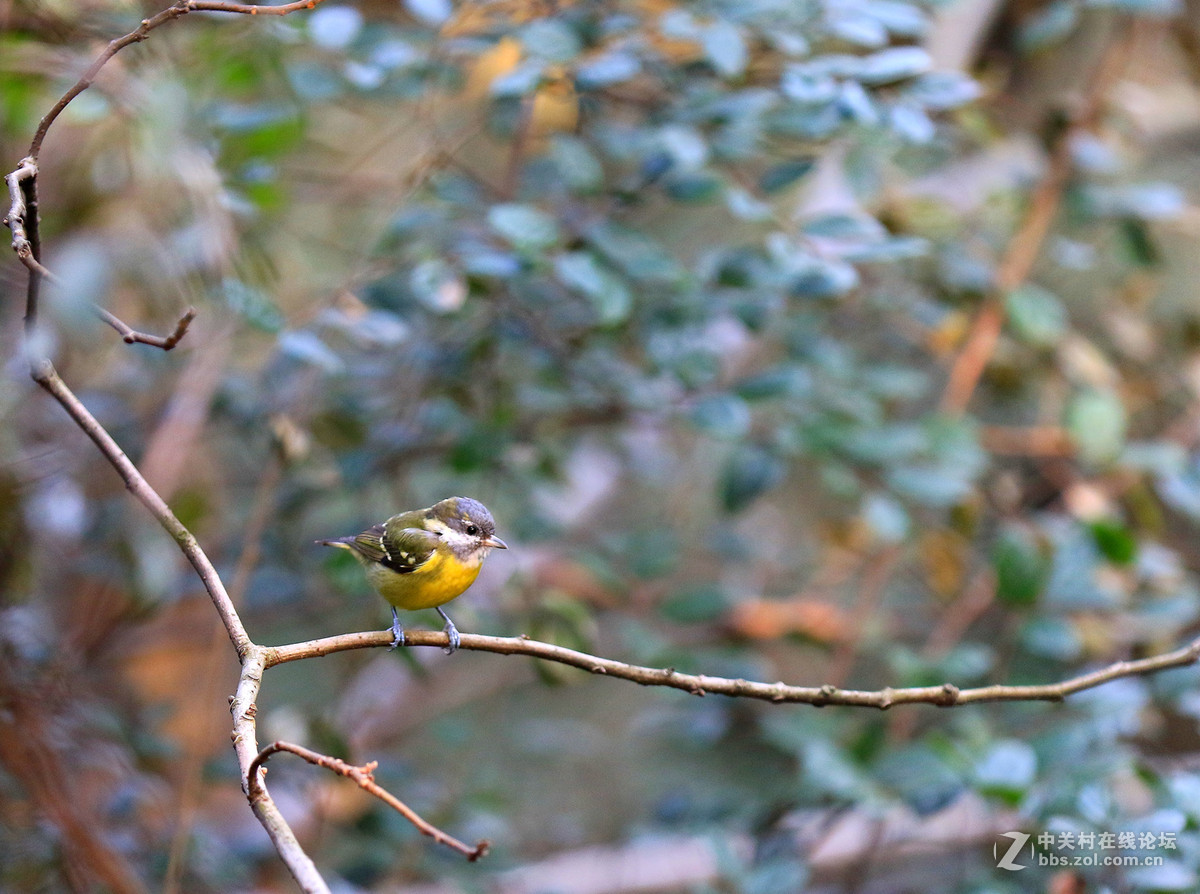 初拍鸟儿～～～～～～