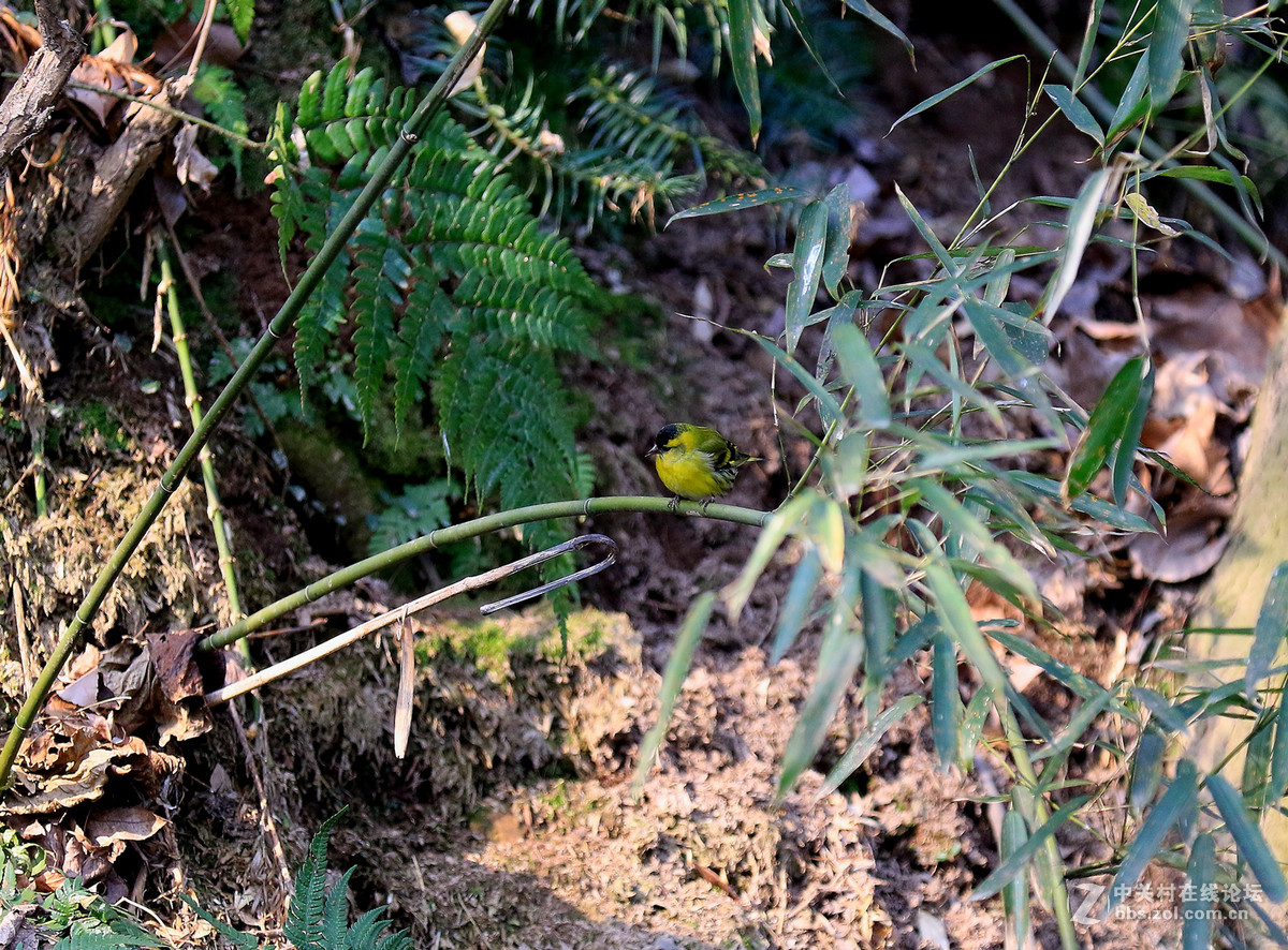 初拍鸟儿～～～～～～