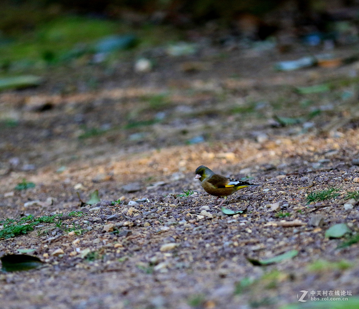 初拍鸟儿～～～～～～