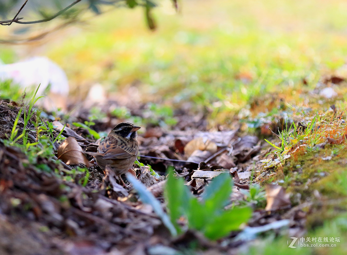 初拍鸟儿～～～～～～