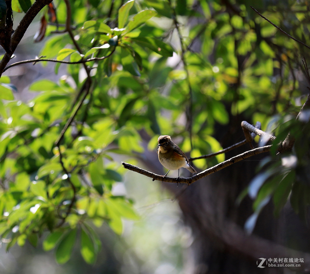 初拍鸟儿～～～～～～