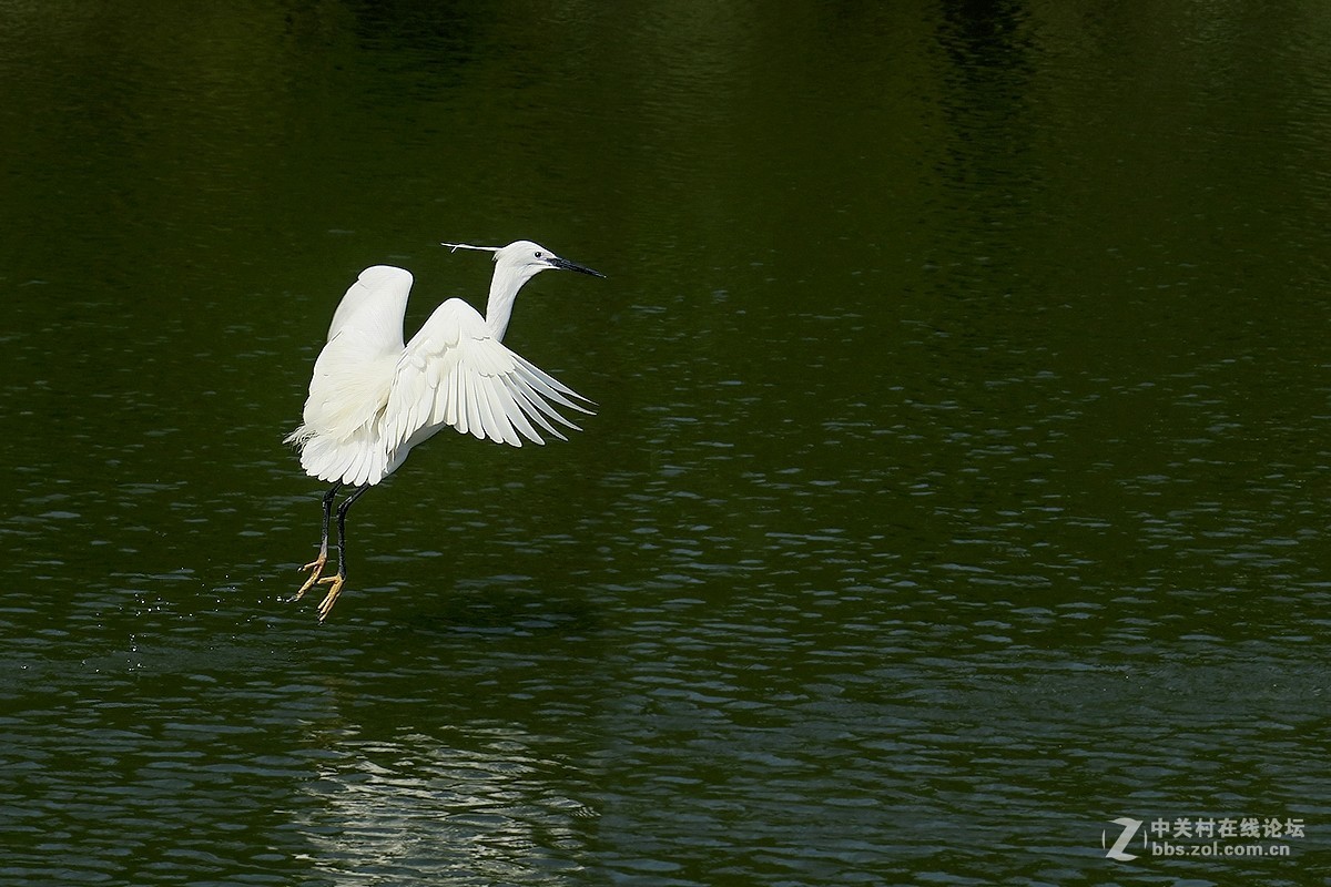 【跟踪连拍测试】白鹭叼鱼