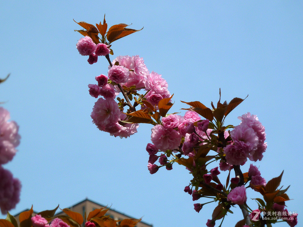 捧着花儿来报到