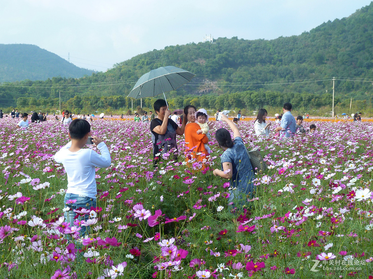 捧着花儿来报到
